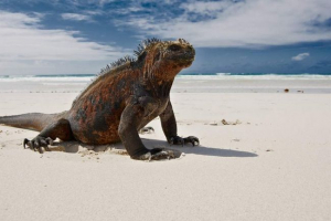 Hybrid iguana - egy ökológiai katasztrófa eredménye
